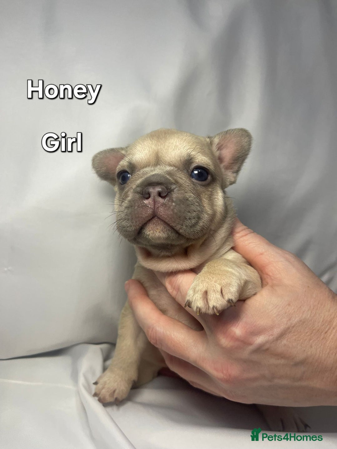 French Bulldog dogs for sale: Gorgeous litter of French Bulldog Pups  - Advert 19