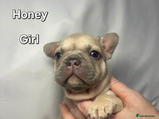 French Bulldog dogs Gorgeous litter of French Bulldog Pups - Advert 16