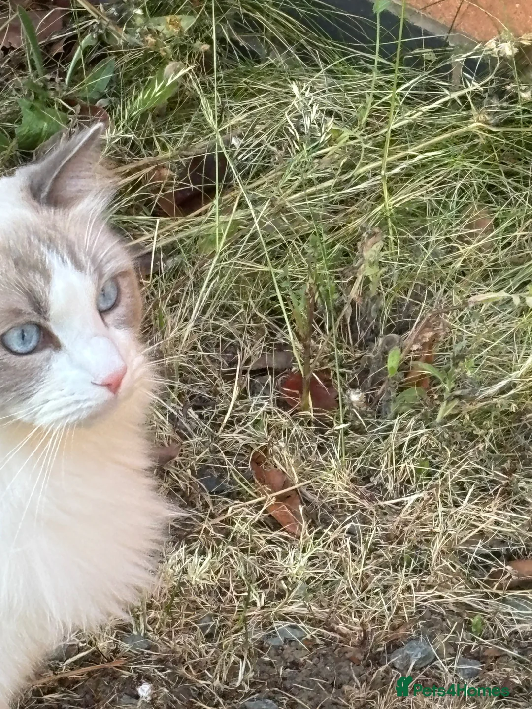 Ragdoll cats for sale: Blue bicolour ragdoll boy - Advert 2