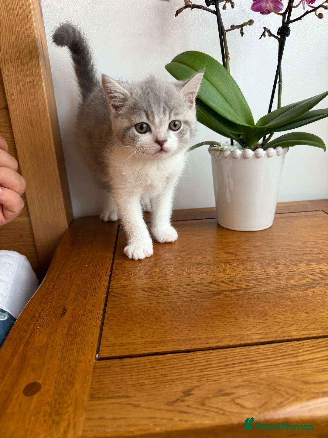 British Shorthair cats for sale: BSH kittens 💝 5 🌟🌟🌟🌟🌟 - Advert 1