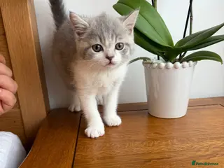 British Shorthair cats BSH kittens 💝 5 🌟🌟🌟🌟🌟 - Advert 5
