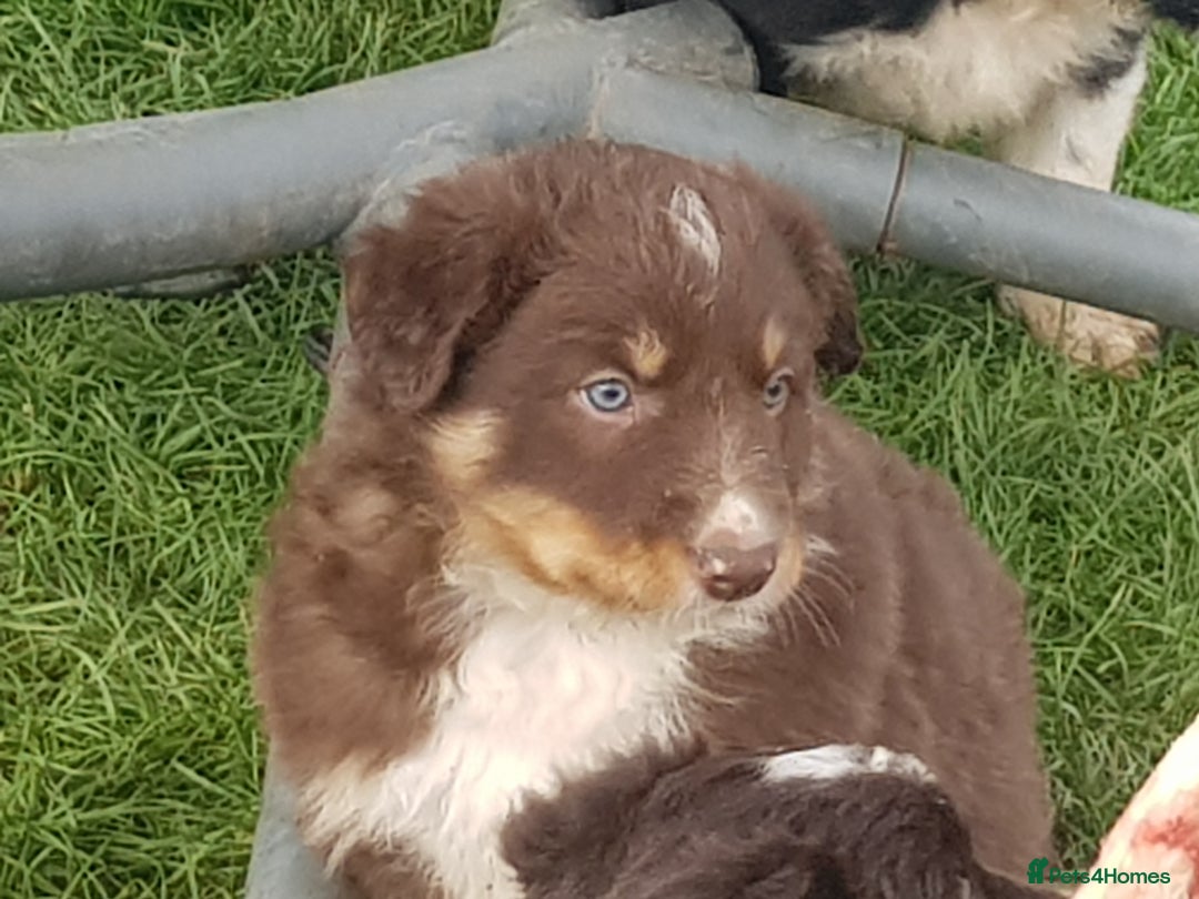 Border Collie dogs for sale: The Eagle has Landed - Advert 1