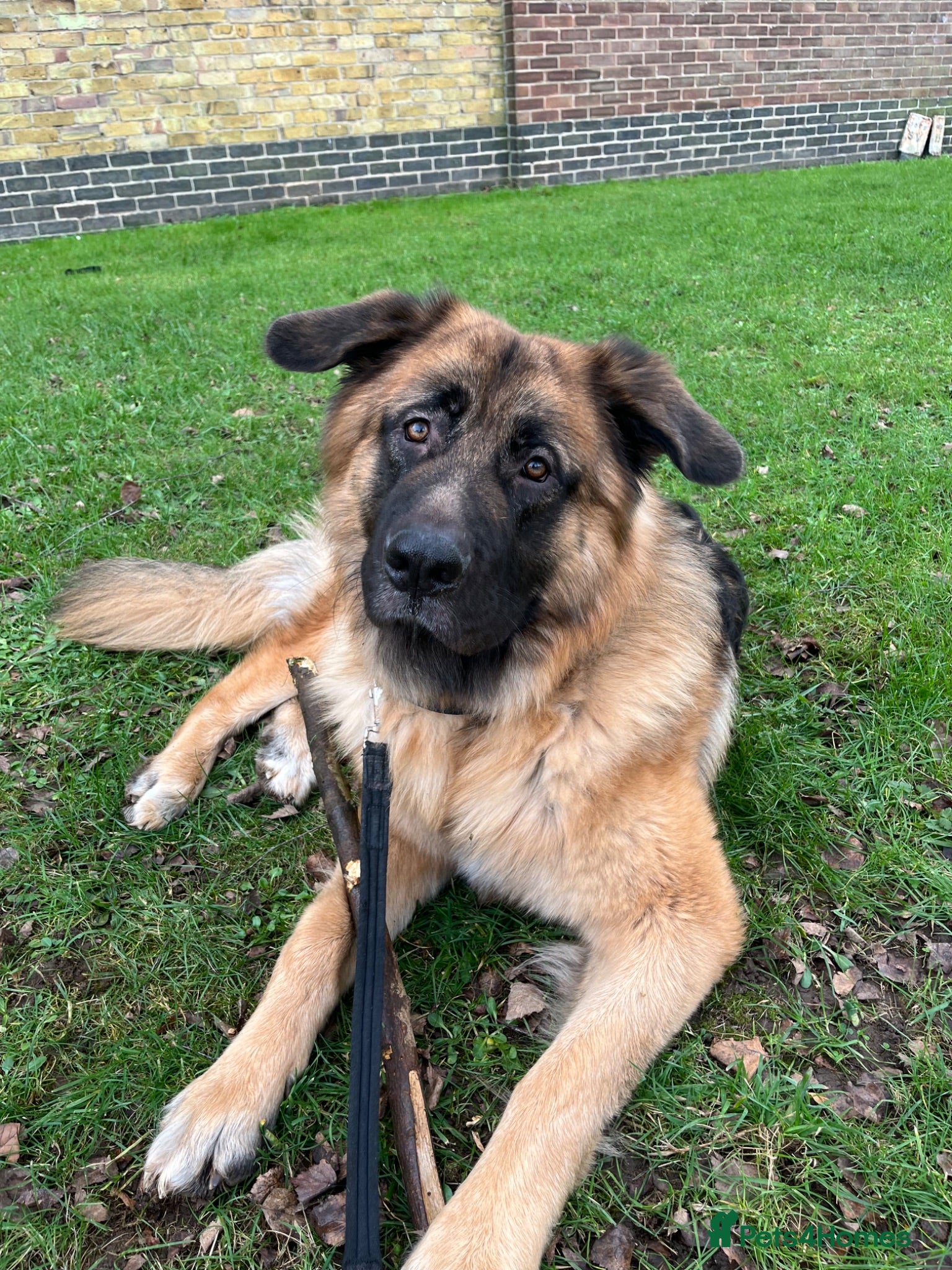 Mixed Breed dogs 2 year old mixed breed - Advert 3