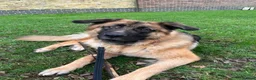 Mixed Breed dogs for sale: 2 year old mixed breed - Advert 1