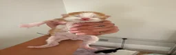Mixed Breed cats for sale: Beautiful kittens  - Advert 28