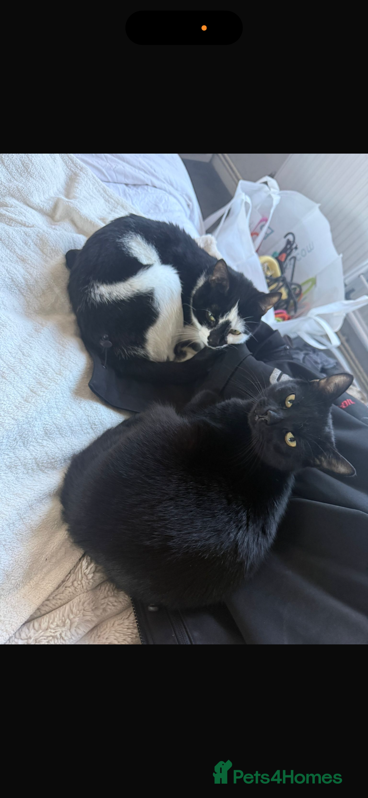 Mixed Breed cats Good home needed for these beautiful babys  - Advert 2