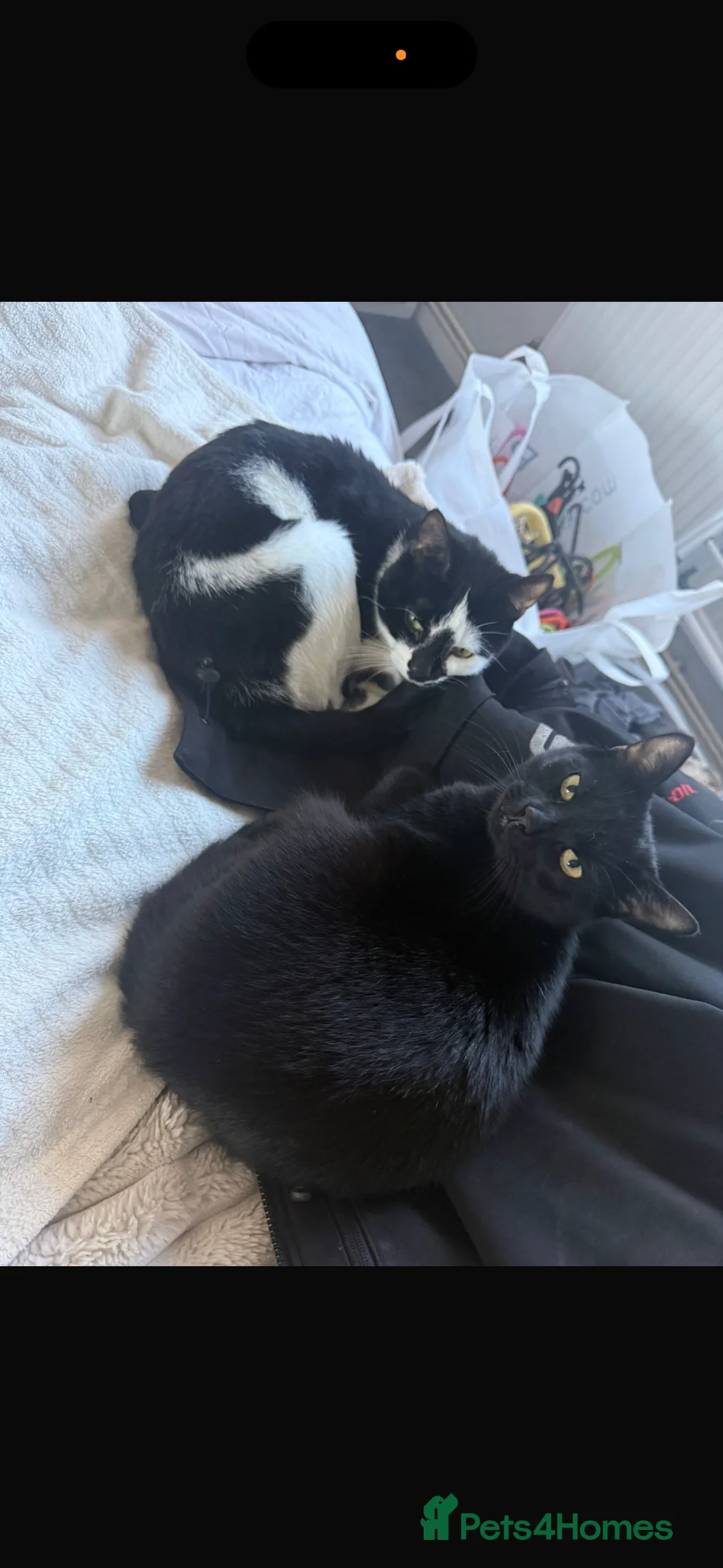 Mixed Breed cats for sale: Good home needed for these beautiful babys  - Advert 1