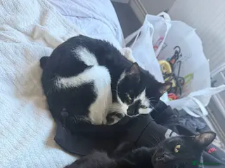 Mixed Breed cats Good home needed for these beautiful babys - Advert 2