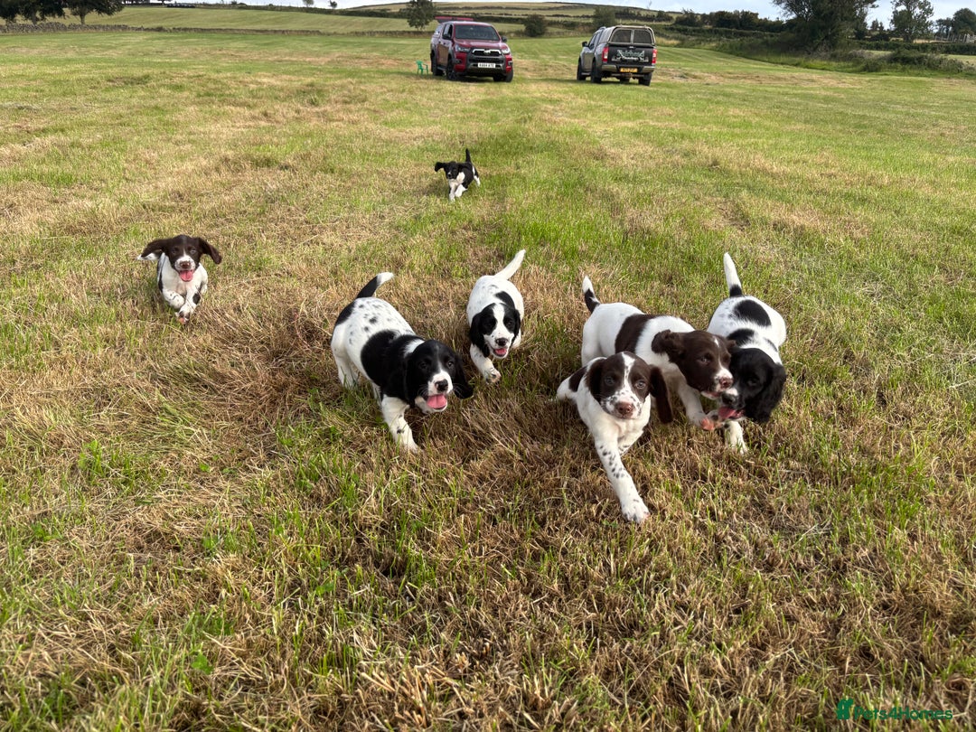 English Springer Spaniel dogs for sale: Stunning DNA Clear KC Springer Spaniel Puppies  - Image 14