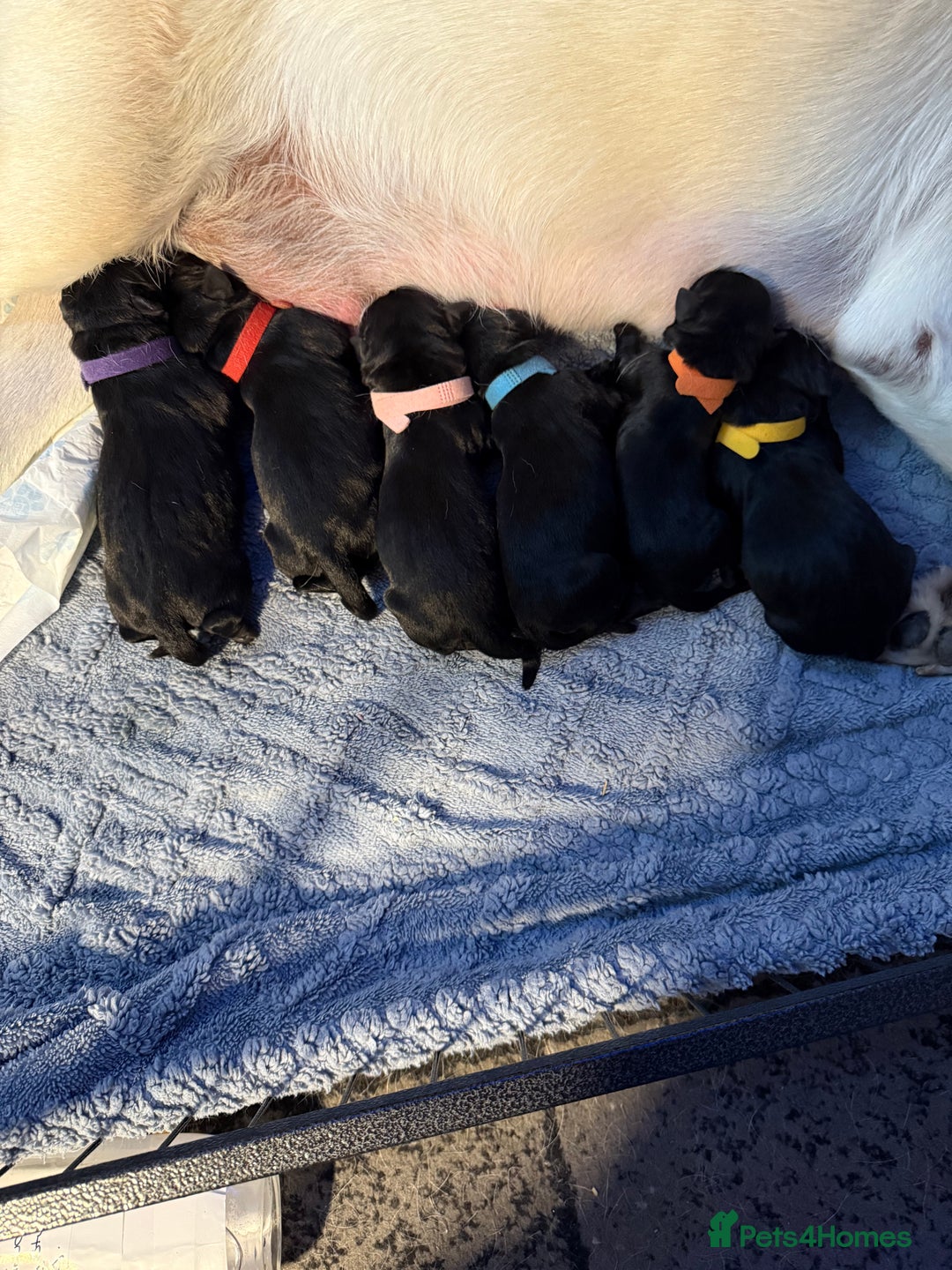 Labrador Retriever dogs for sale: Stunning litter of pure bred black Labrador pups  - Image 1
