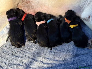 Labrador Retriever dogs - Advert 26