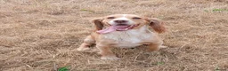 Cocker Spaniel dogs for sale: Cocker Spaniel  KC REG Girl - Advert 13