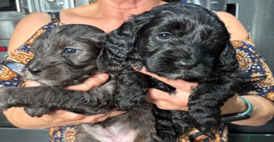 Cockapoo dogs - Advert 3