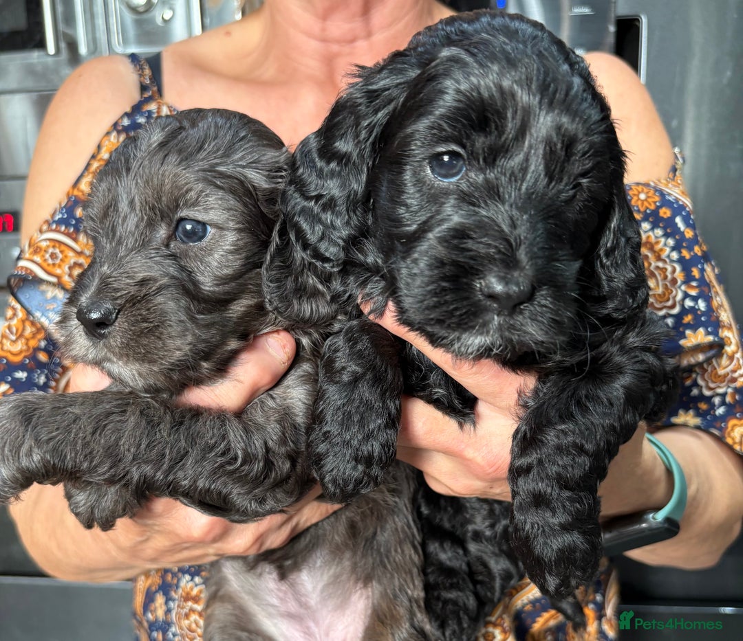 Cockapoo dogs for sale: Unique Rare Merle F1B Cockapoo Puppies - Image 2