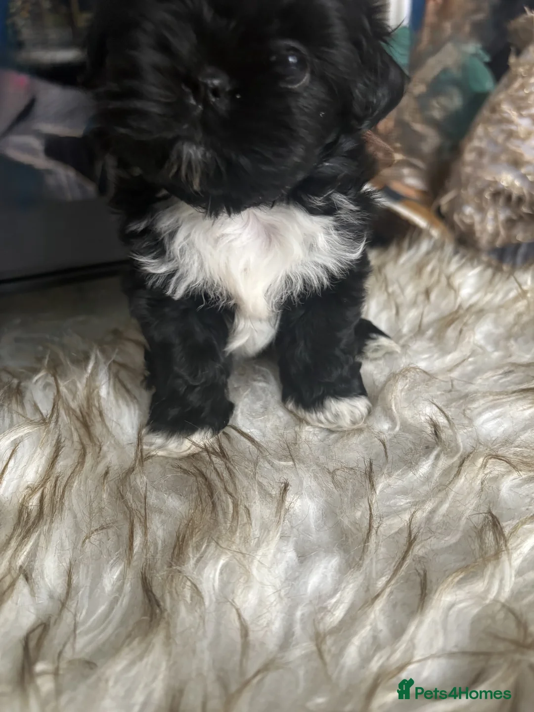 Shih Tzu dogs for sale: 3 Beautiful Puppys - Advert 7