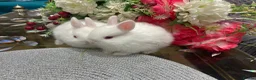 Netherland Dwarf rabbits for sale: Pure Netherland Dwarf - Advert 5