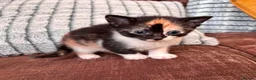 British Shorthair cats for adoption: 💔 TINY BABIES WITH NO MUM 💔 - Advert 2