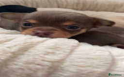 Chihuahua dogs for sale: Chihuahua Puppies Looking for Their Forever Homes - Image 7