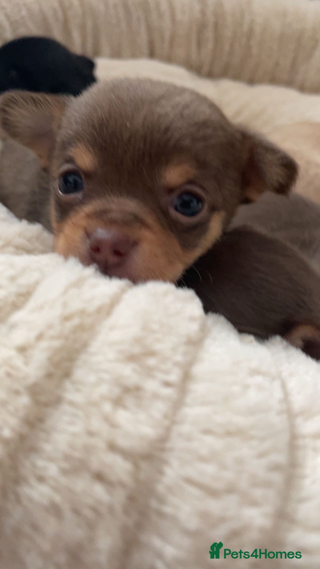 Chihuahua dogs for sale: Chihuahua Puppies Looking for Their Forever Homes - Image 7