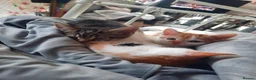 Mixed Breed cats for sale: Three Kittens for sale in Bath - Advert 3
