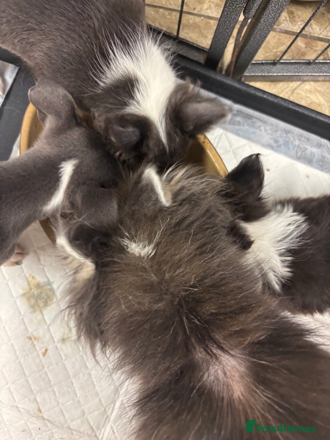 Chihuahua dogs for sale: Beautiful Chihuahua Pups For Sale. - Advert 4