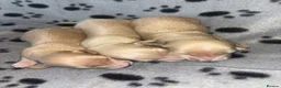 Miniature Dachshund dogs for sale: Bright Cream long haired miniature daschund⭐️ - Advert 6