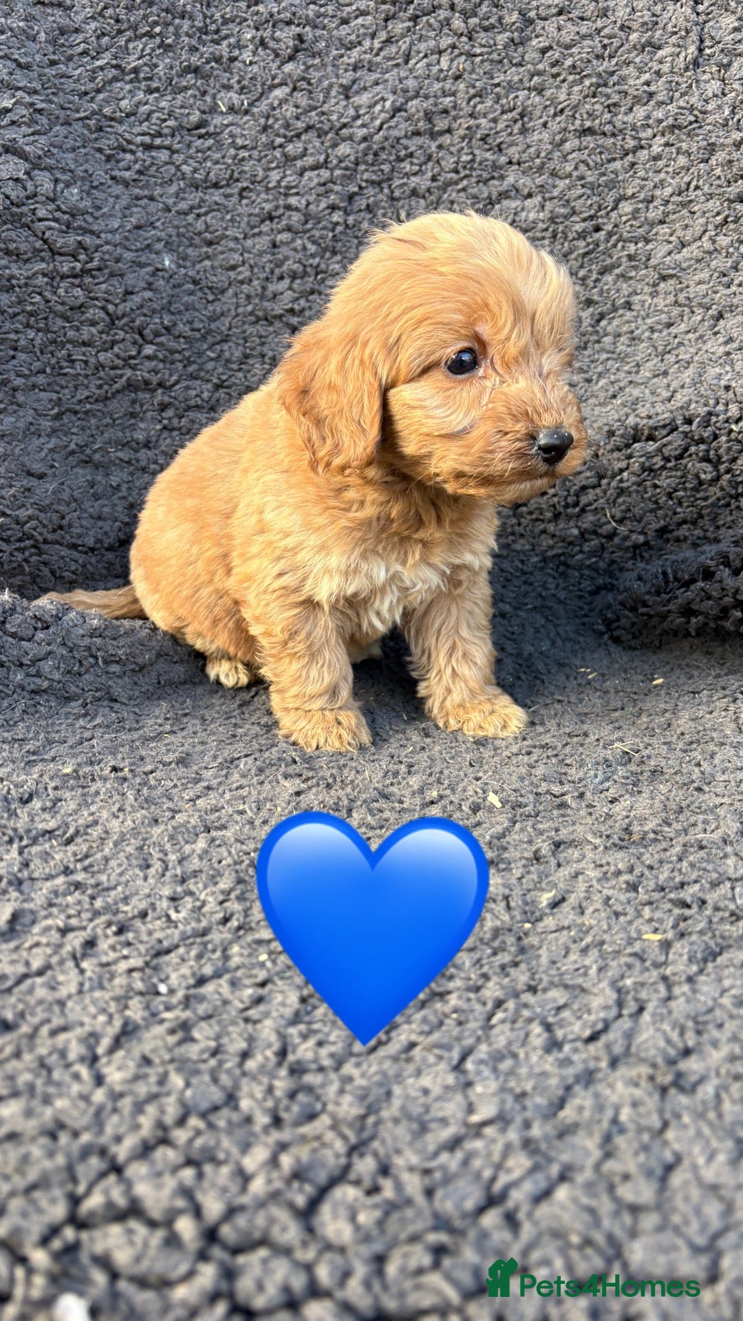 Cockapoo dogs for sale: 3 adorable Cockerpoo puppies  - Advert 2