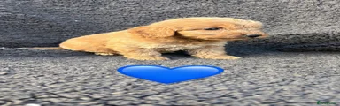 Cockapoo 1