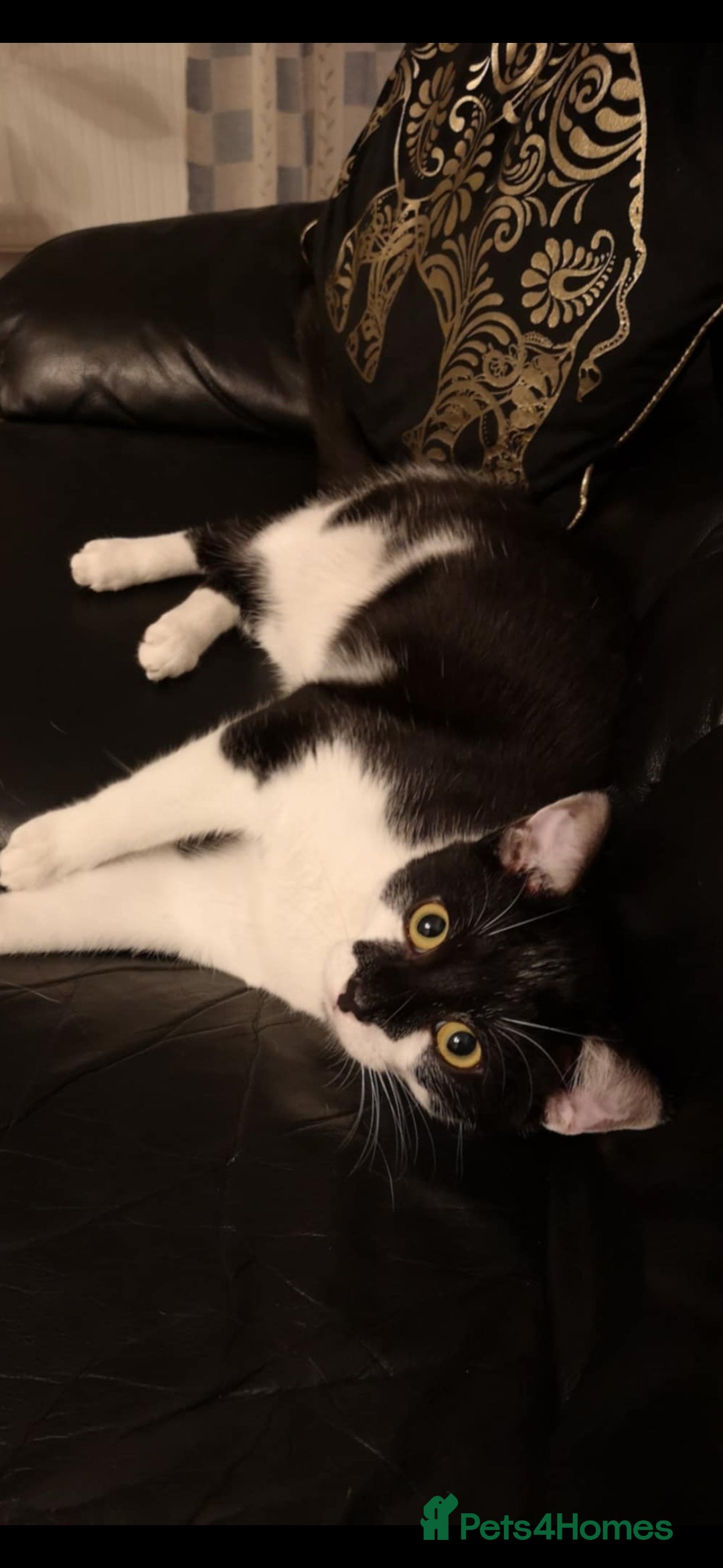 Mixed Breed cats for sale: Arcis friendly pet - Advert 2