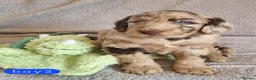 Cockapoo dogs for sale: Cockapoo Merle Puppies  - Advert 14