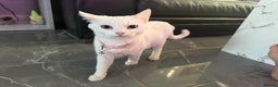 Turkish Angora cats for sale: Female Black kitten and white kitten.  - Advert 5