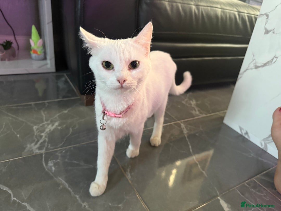 Turkish Angora cats for sale: Female Black kitten and white kitten.  - Advert 5