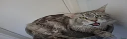 Maine Coon cats for stud: PROVEN MAINECOON STUD 15.3KG  - Advert 3