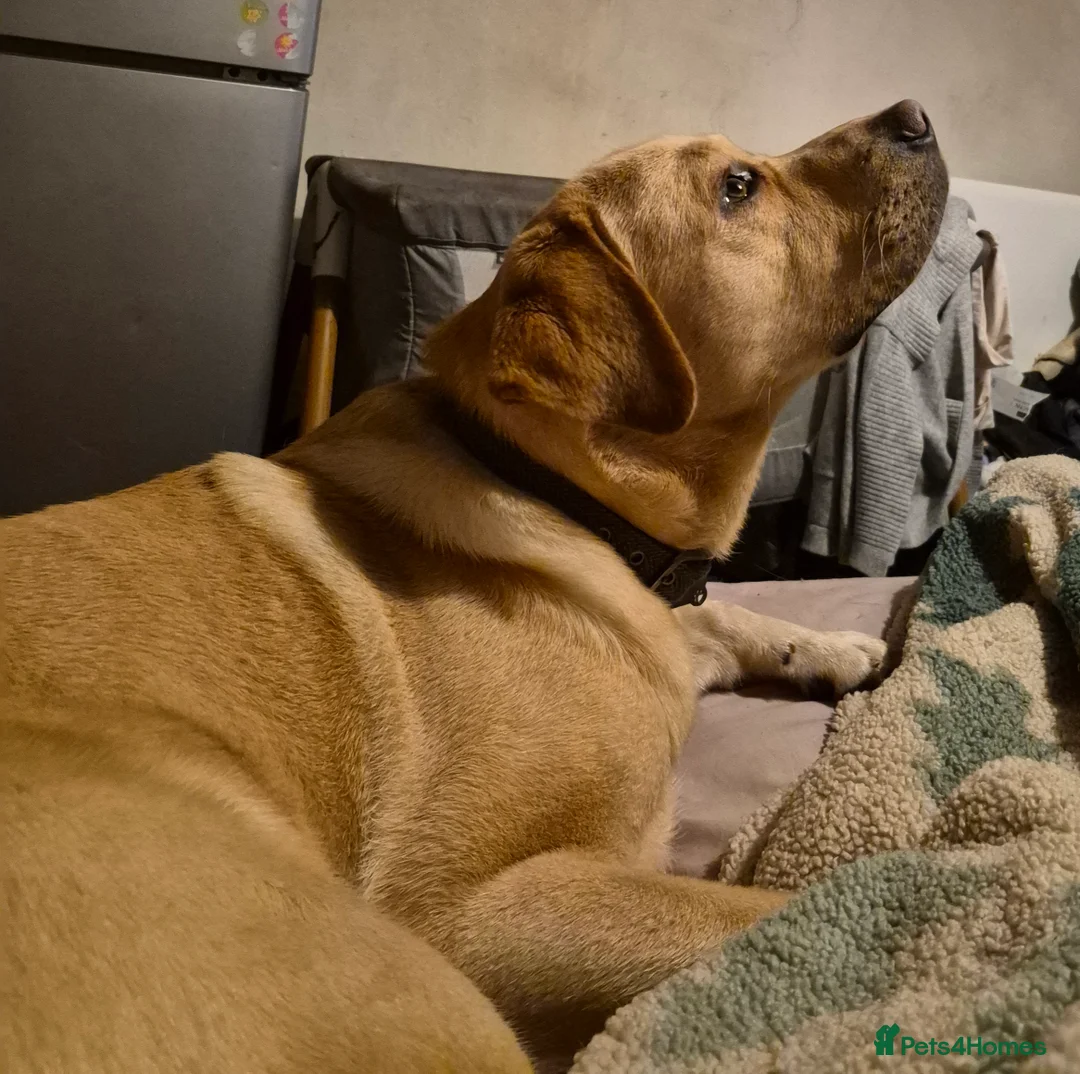 Labrador Retriever dogs for sale: Arlo  - Advert 2