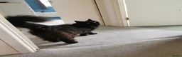 Mixed Breed cats for sale: Mixed breed long hair - Advert 4