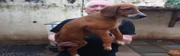 Mixed Breed dogs for sale: Border collie x puppies - Advert 10