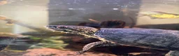 Turtle reptiles for sale: Two Musk Turtles with tank, set, up and spares  - Advert 2