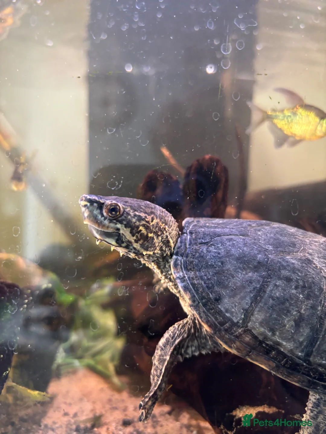 Turtle reptiles for sale: Two Musk Turtles with tank, set, up and spares  - Advert 2