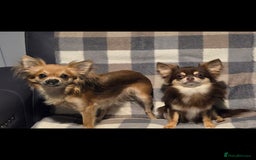 Chihuahua dogs for sale: Chihuahua puppies. - Advert 2