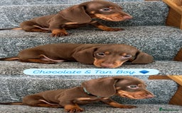 Miniature Dachshund dogs for sale: Miniature Dachshund Puppiee - Image 3