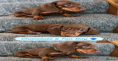 Miniature Dachshund dogs - Advert 6