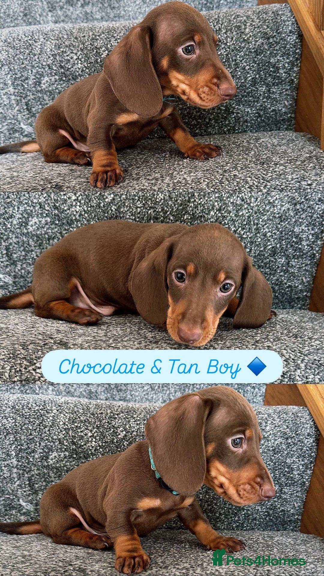 Miniature Dachshund dogs for sale: Miniature Dachshund Puppiee - Image 3