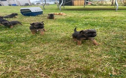 Border Terrier dogs for sale: Border terrier  - Image 3
