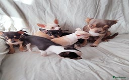 Chihuahua dogs for sale: Gorgeous Baby Chihuahua puppies  - Image 23