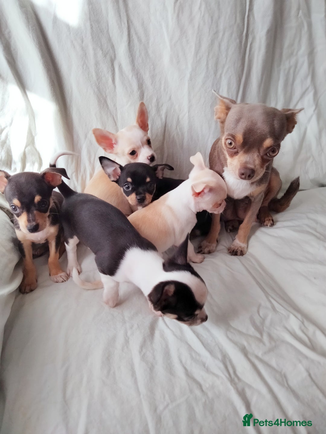 Chihuahua dogs for sale: Gorgeous Baby Chihuahua puppies  - Image 23