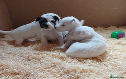 Parson Russell dogs for sale: **Parson Russell Terriers** - Image 10