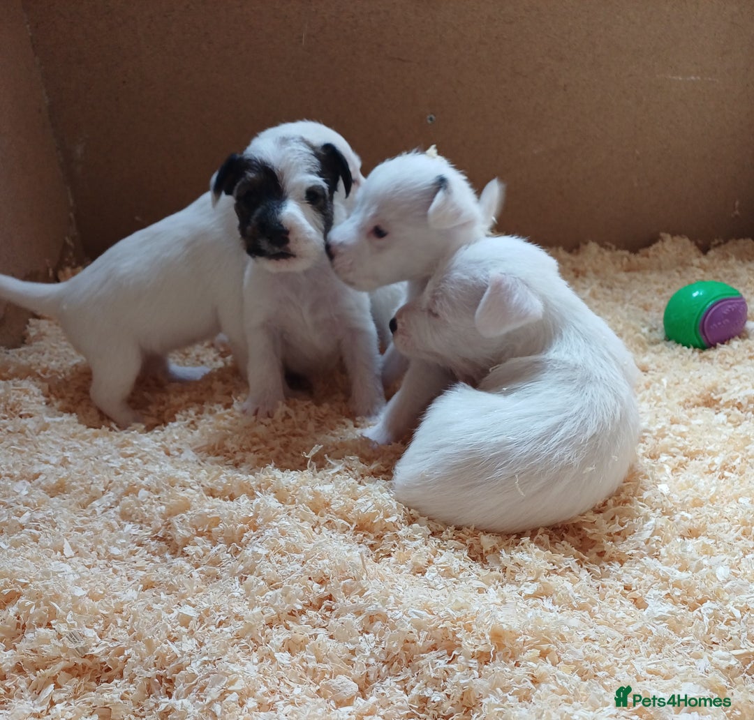 Parson Russell dogs for sale: **Parson Russell Terriers** - Image 10