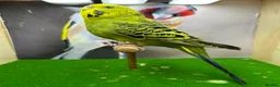 Budgerigars birds for sale: Mixed budgies  - Advert 16