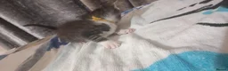 Mixed Breed cats for sale: Adorable Kittens looking for their Forever Home - Advert 12