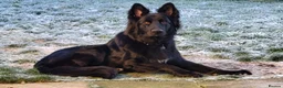German Shepherd dogs for sale: Health tested long coat  German shepherd puppies in Sheffield - Advert 6